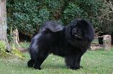 CHOW CHOW 792